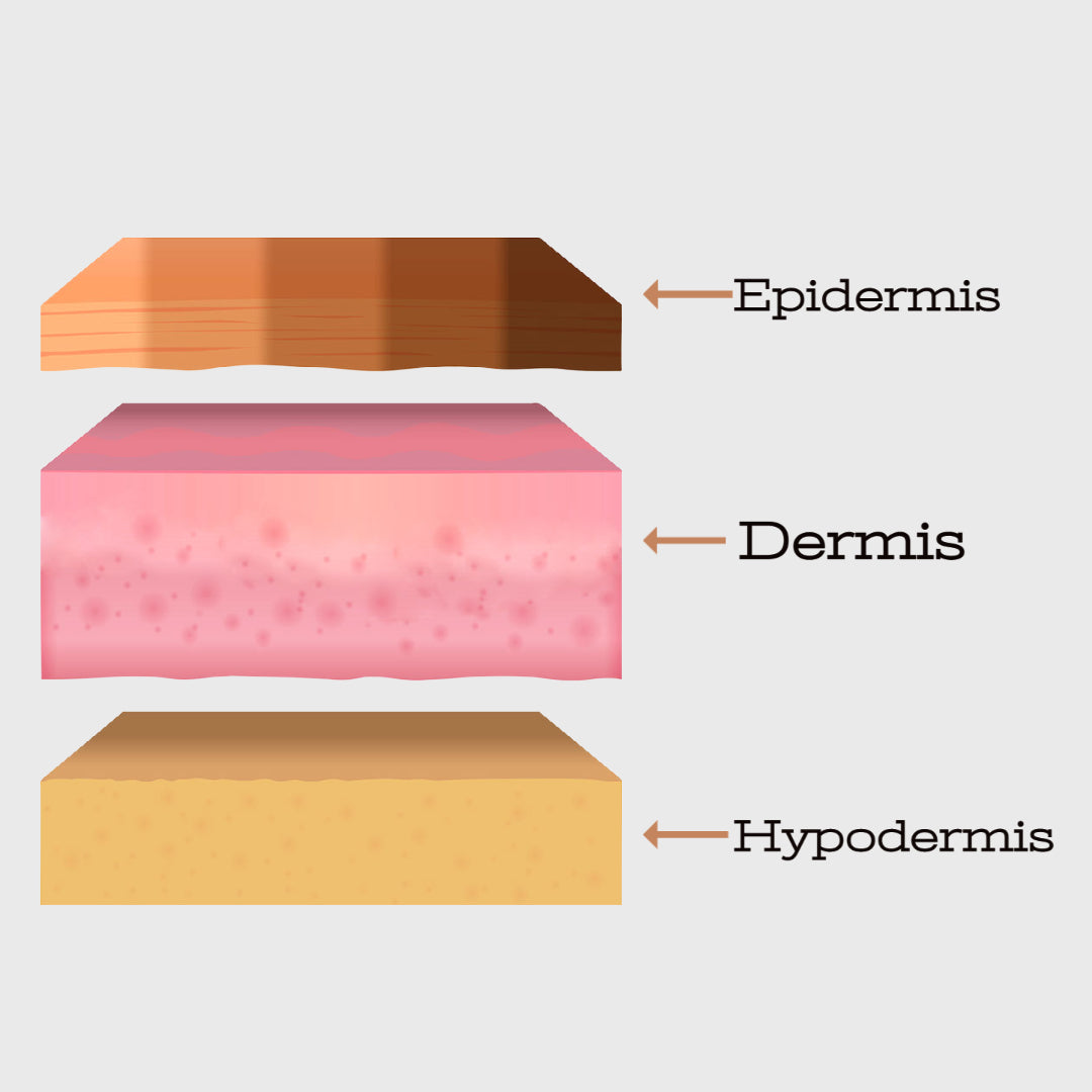 skin layers 